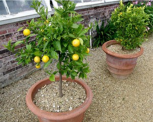 Лимонне дерево - один з найвишуканіших представників сімейства Рутові, який шанують багато квітникарі і з великим успіхом вирощують в домашніх умовах