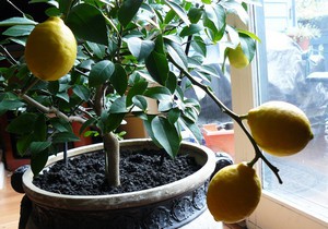 Лимон є вічнозелене чагарникова рослина