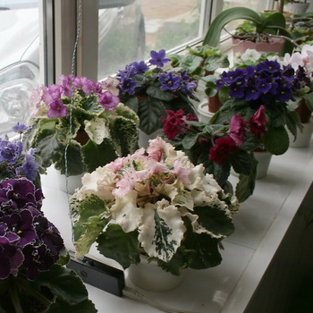 У пропонованому матеріалі розглянуті найпопулярніші кімнатні рослини, які можна успішно вирощувати на вікні