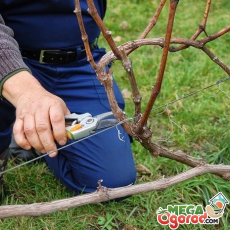 Догляд за виноградом восени