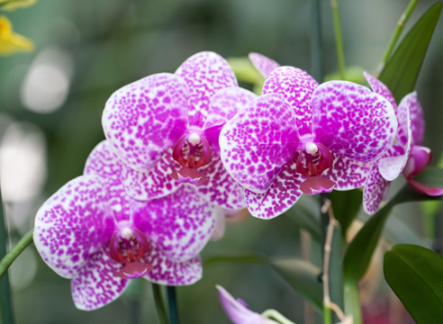 Це ефектне рослина не тільки тіньовитривала, але переносить забруднене повітря, неувага і поганий догляд;   окремі   представники сімейства орхідей   , Наприклад,   фаленопсіси