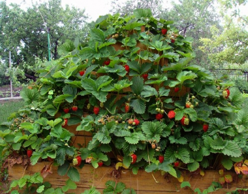 Каскадні яруси полуничних вусиків з червоними ягодами можуть стати центральним елементом ландшафтного дизайну ділянки, прикрасити фасад будинку або садову альтанку