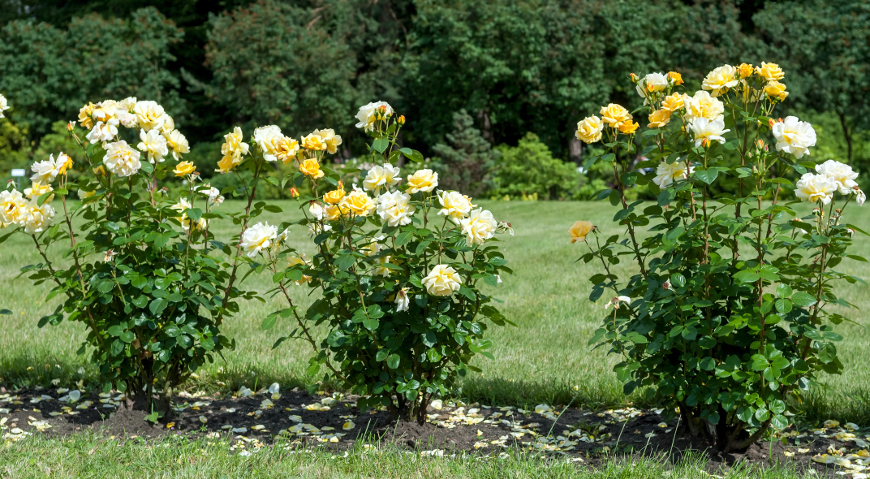 Великі кущові троянди краще садити поодиноко або на відстані не менше 1,5 м