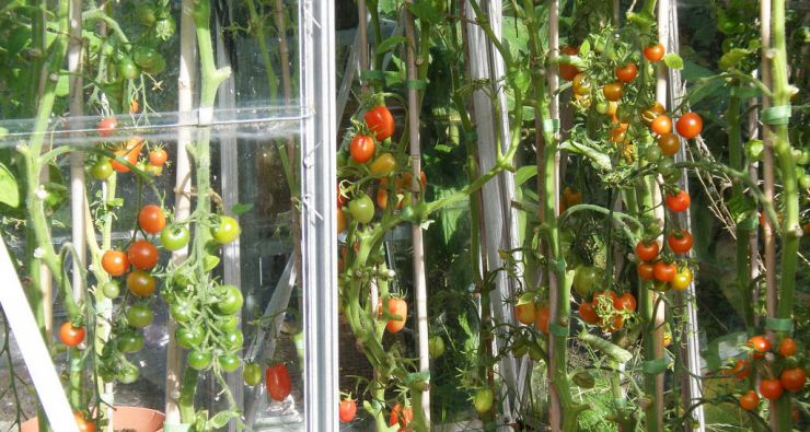 Схема посадки томатів у теплиці така: висаджувати рослини потрібно на відстані в 50 см один від одного, в добре пролиту грунт, встановлюючи поруч кілочок (висота від 60 см) для майбутньої підв'язки