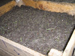 Оскільки насіння петунії дуже дрібні (в 1 грамі міститься близько 10 000 насіння), потрібно намагатися придбати саме дражірванние насіння: їх простіше рівномірно розподілити по поверхні