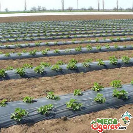 Урожай можна збільшити, якщо садити бульби більш часто (на відстані 20-25 см) Вирощений таким способом картопля відрізняється чистотою