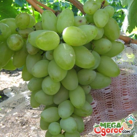 Характеристика сорту винограду Бажена