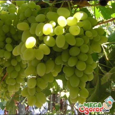 Секрети вирощування винограду