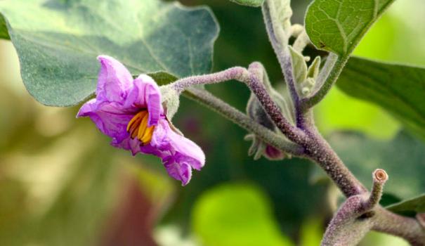 Баклажан, або Паслен темноплодний (Solanum melongena) - багаторічна трав'яниста рослина, що відноситься до роду Пасльонових (Solanum)