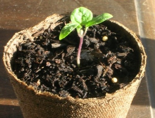 Вирощування розсади баклажанів без пікіровки