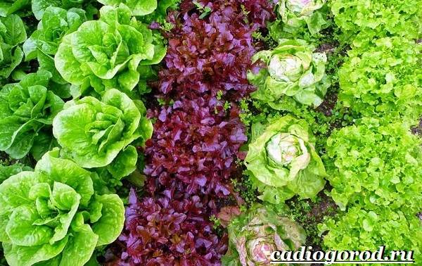 Вирощування салату