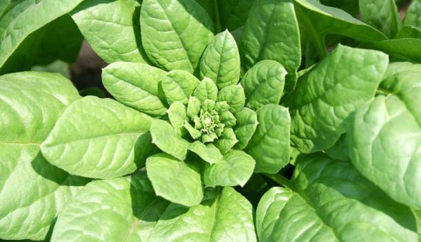 Шпинат (Spinacia oleracea) - однорічна скоростигла холодостійка рослина, що відноситься до зеленим овочевим культурам