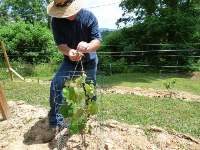 Догляд за виноградною лозою обов'язкова умова для правильного росту і відмінного врожаю