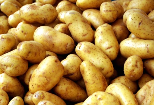 Багатий урожай ранньої картоплі можна отримати тільки в тому випадку, якщо виконувати всі заходи в комплексі