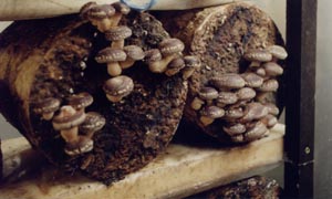 Що таке гриби для людини