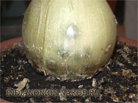 Вирощувати цибулю нескладно: на дно горщика укладається дренаж з річкового піску або дрібного керамзиту