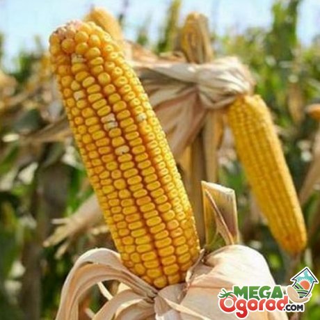 Догляд за кукурудзою на дачі