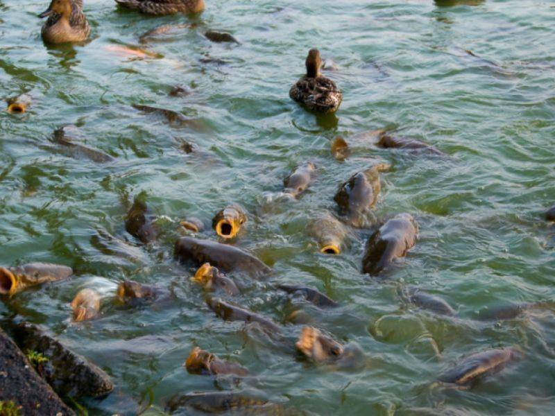 Деякі види риб вимагають специфічного оснащення водойми, тому перед покупкою мальків поцікавтеся у виробника, які умови утримання їм потрібно забезпечити