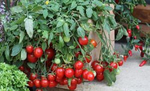 В період активного цвітіння томати потребують більш високій температурі повітря
