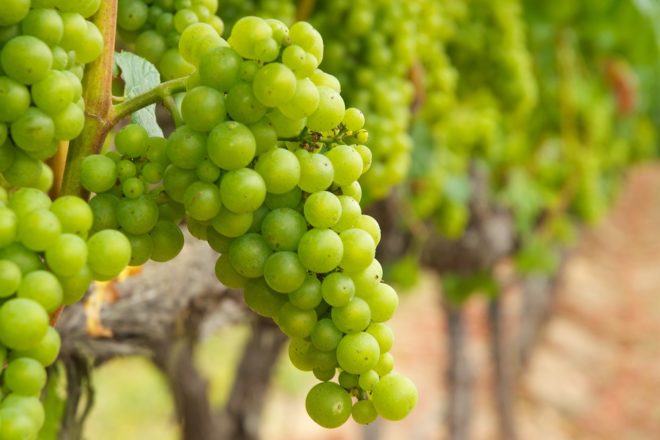 Вибираючи певний сорт винограду для вирощування, необхідно враховувати масу чинників, які можуть вплинути на його зростання, а також можливу кількість врожаю
