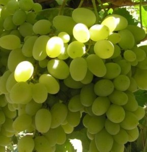 На ділянці можна посадити виноград столових сортів, це кращі сорти для вживання в свіжому вигляді, і для переробки, адже з винограду варять варення і компоти