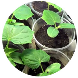 Оптимальний вік розсади огірка для балкона 10-20 днів (рослини з 2-3 справжніми листками)
