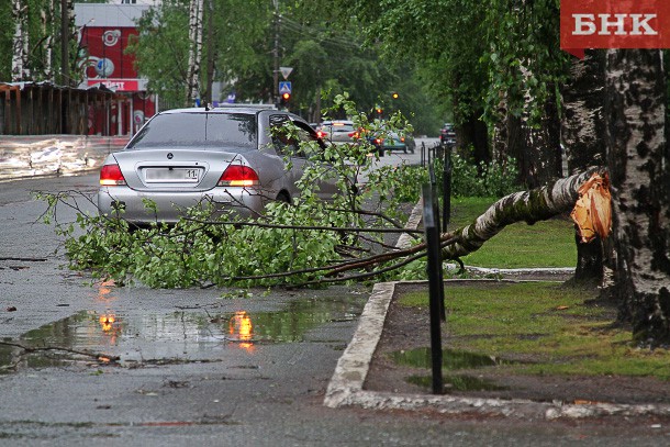 Через поривчастий вітер, який рве дроти, гілки і валить дерева, часто страждають автомобілі, припарковані у дворах