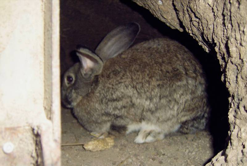 Кролики в ямі - методика розведення тварин, максимально наближена до природних умов, а тому широко поширена з давніх часів
