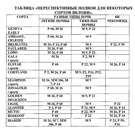 напівкарликовий підщепу Р 14